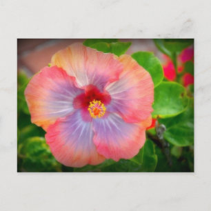 Hibisken 29 postkarte