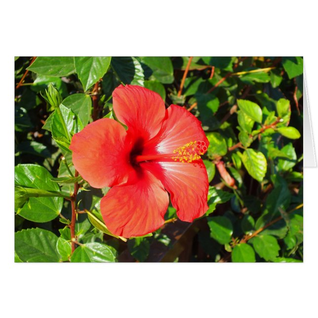 Hibisken-Blume (Vorderseite (Horizontal))