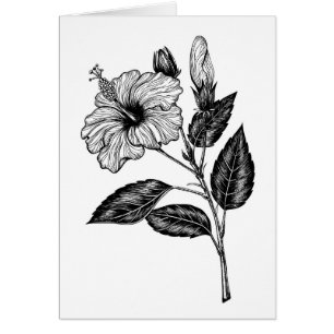 HIBISKEN BLUME III
