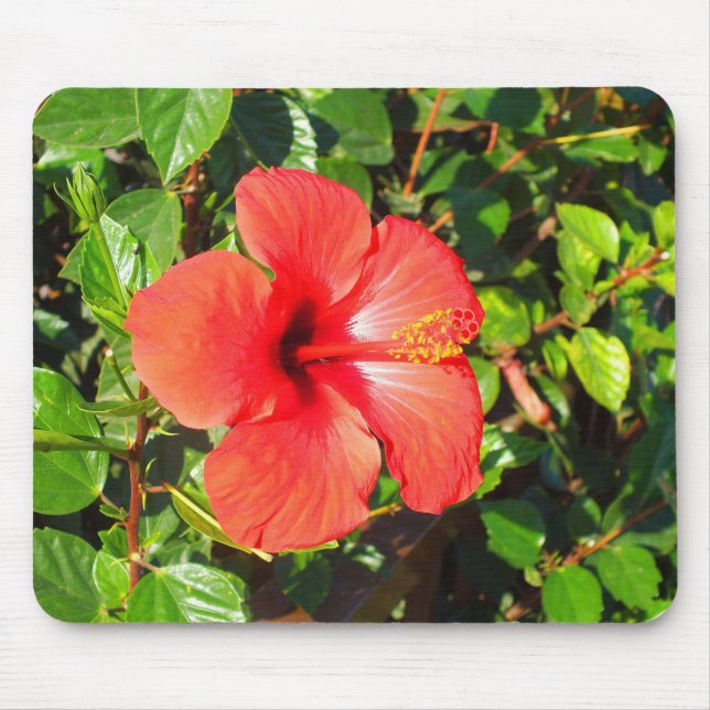 Hibisken Blume Mousepad (Vorne)