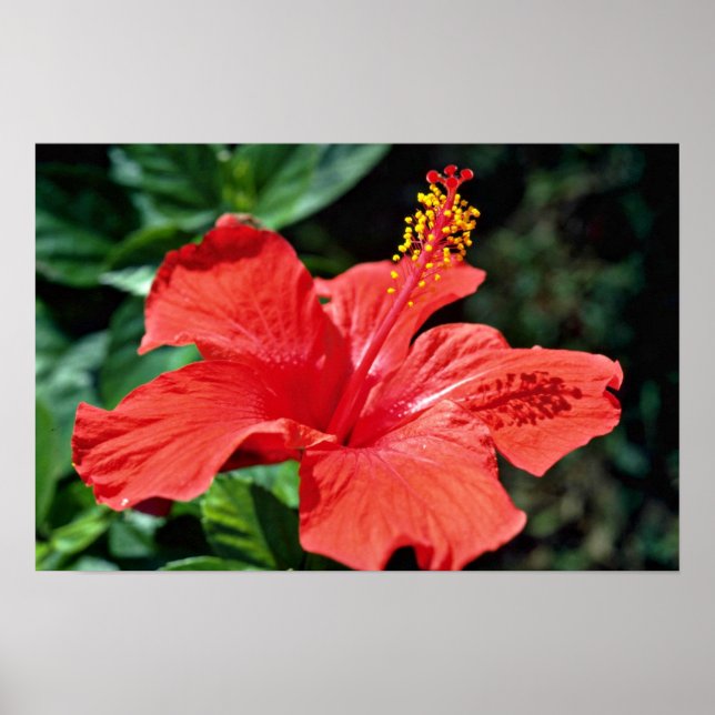 Hibisken-Blume Poster (Vorne)