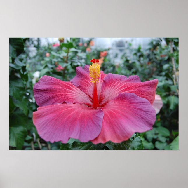 Hibisken Blume Poster (Vorne)