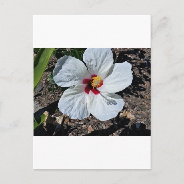 Hibisken Blume Postkarte (Vorderseite)