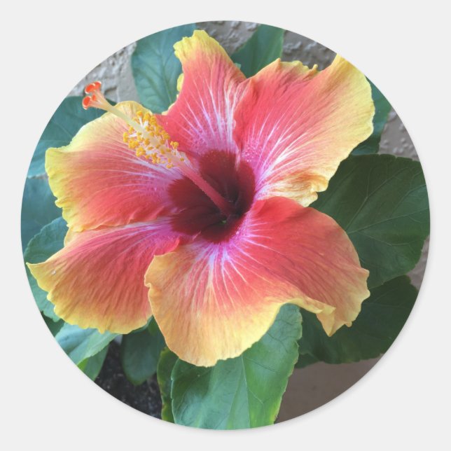 Hibisken Blume Runder Aufkleber (Vorderseite)