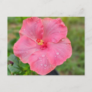 Hibisken Postkarte