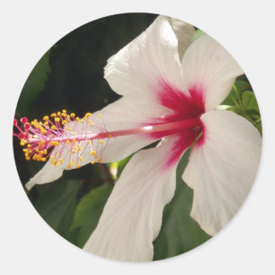 Hibisken Stickers
