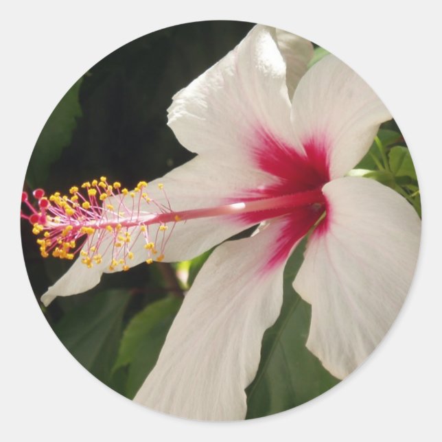 Hibisken Stickers (Vorderseite)