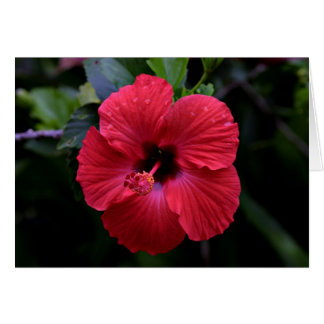 Hibiskus