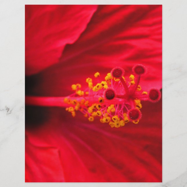 Hibiskus (Vorderseite)