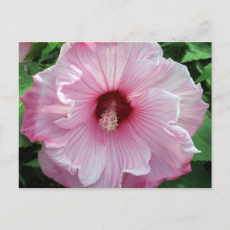 Hibiskus 21 postkarte