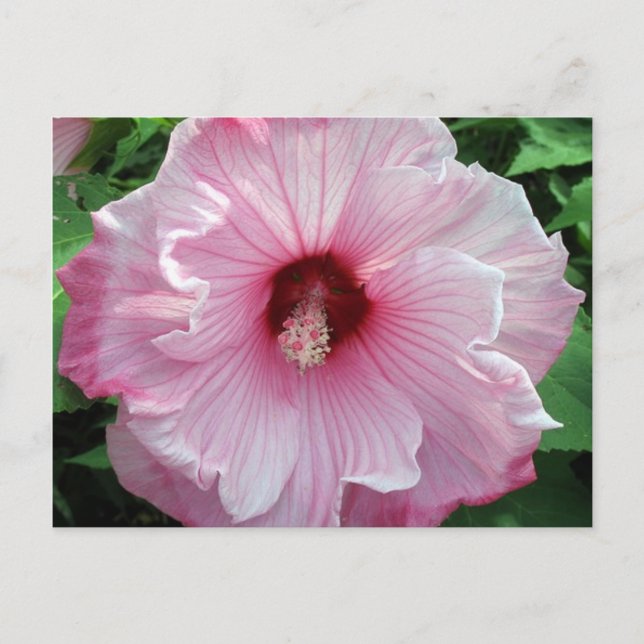 Hibiskus 21 postkarte (Vorderseite)