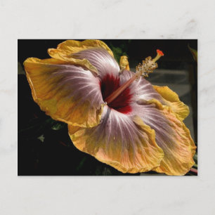HIBISKUS 6 POSTKARTE
