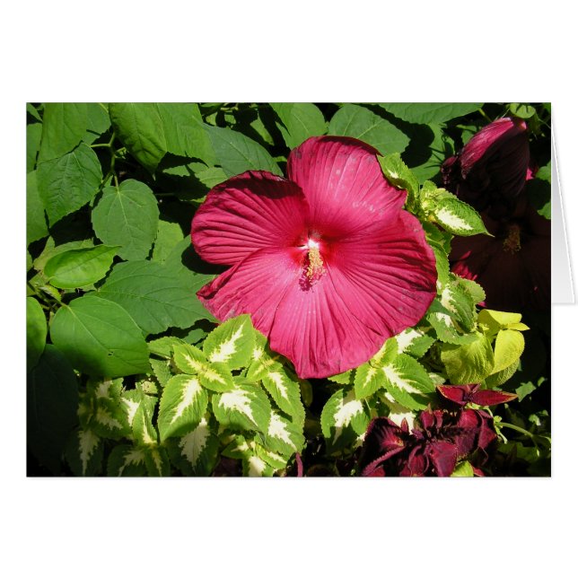 Hibiskus bei Sonnenlicht (Vorderseite (Horizontal))
