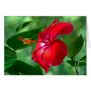 Hibiskus Blossom
