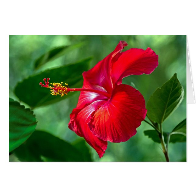 Hibiskus Blossom (Vorderseite (Horizontal))