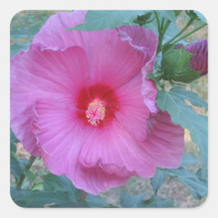 Hibiskus-Blossom-Aufkleber Quadratischer Aufkleber