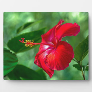 Hibiskus Blossom Fotoplatte