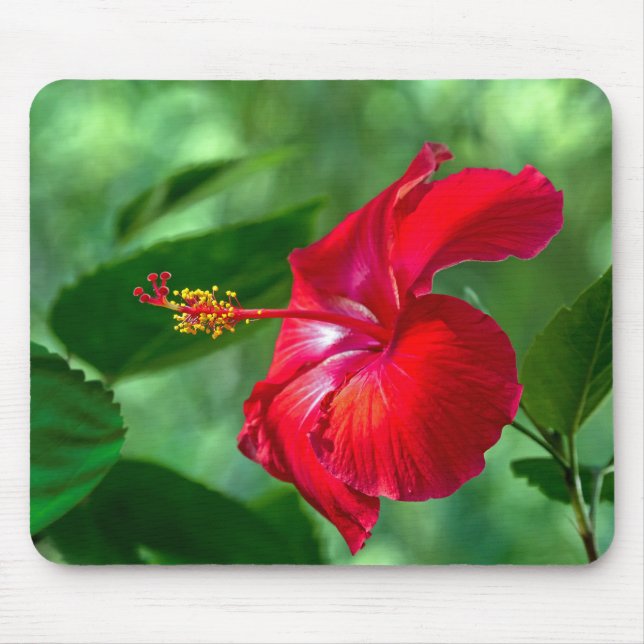 Hibiskus Blossom Mousepad (Vorne)