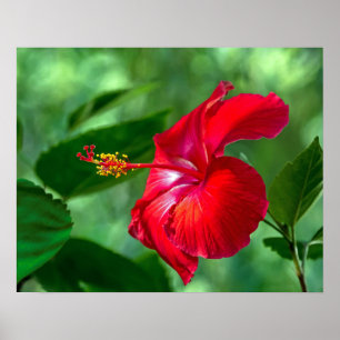 Hibiskus Blossom Poster