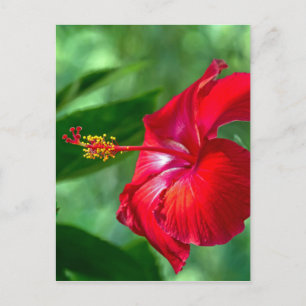 Hibiskus Blossom Postkarte