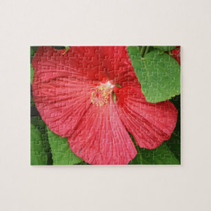 Hibiskus Blume Bright Magenta