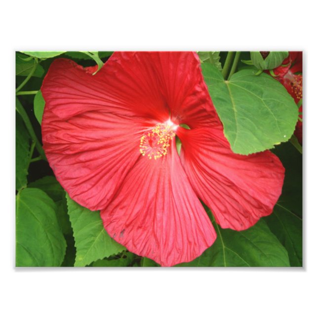 Hibiskus Blume Bright Magenta Fotodruck (Vorne)