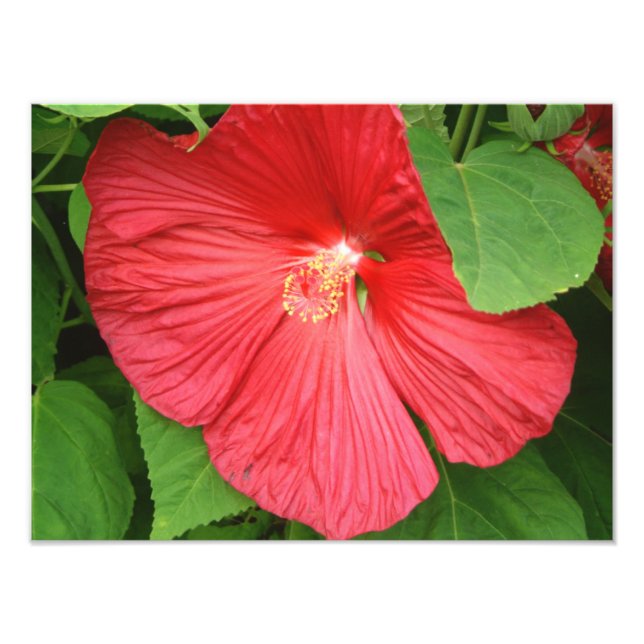 Hibiskus Blume Bright Magenta Fotodruck (Vorne)