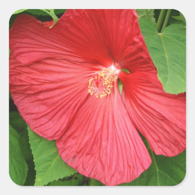 Hibiskus Blume Bright Magenta Quadratischer Aufkleber (Vorderseite)