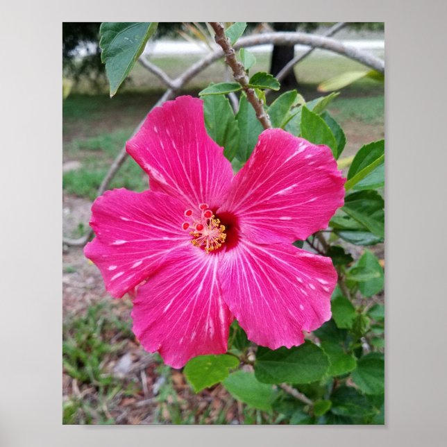 Hibiskus Blume, Fotografie, Fuchsia Hibiskus NYC Poster (Vorne)