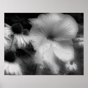 Hibiskus Blume hoch kontrast Schwarz-Weiß Poster