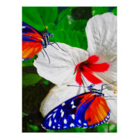 Hibiskus Blume mit 2 Tiger Langschwingende Schmett
