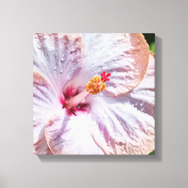 Hibiskus Blume mit Dew Leinwanddruck (Vorderseite)