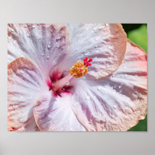 Hibiskus Blume mit Dew Poster