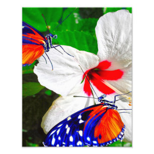 Hibiskus Blume mit Tiger Langschwingengedicht Fotodruck