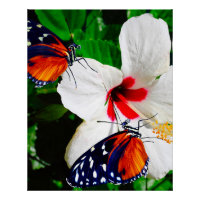 Hibiskus Blume mit Tiger Langschwingengedicht