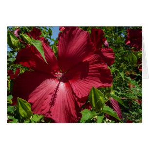 Hibiskus Blume und Blue Sky