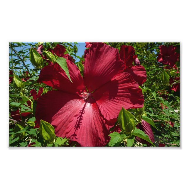 Hibiskus Blume und Blue Sky Fotodruck (Vorne)