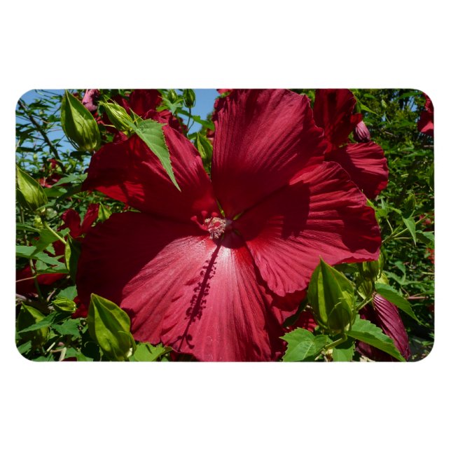 Hibiskus Blume und Blue Sky Magnet (Horizontal)