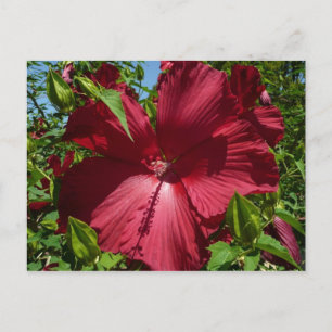 Hibiskus Blume und Blue Sky Postkarte