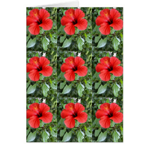 Hibiskus Blumenkarte