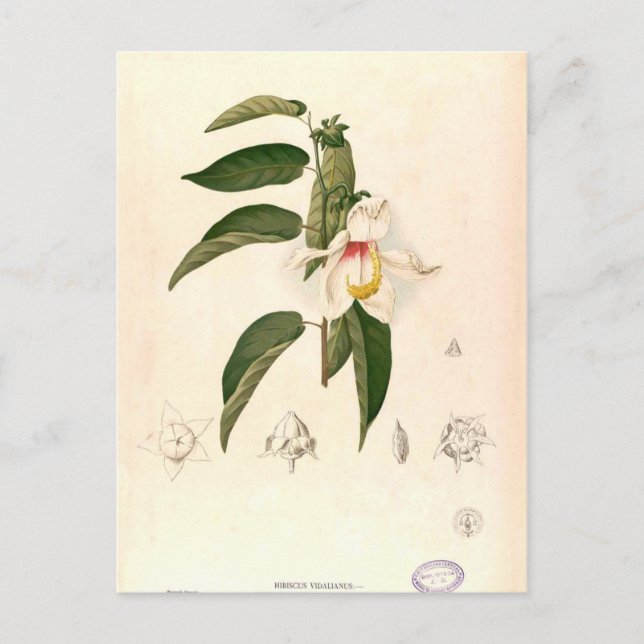 "Hibiskus campylosiphon", c. 1880 Postkarte (Vorderseite)