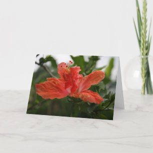 Hibiskus Dankeskarte