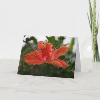 Hibiskus Dankeskarte