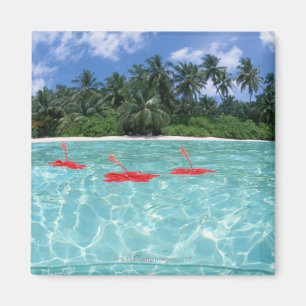 Hibiskus, der auf das Meer schwimmt Magnet