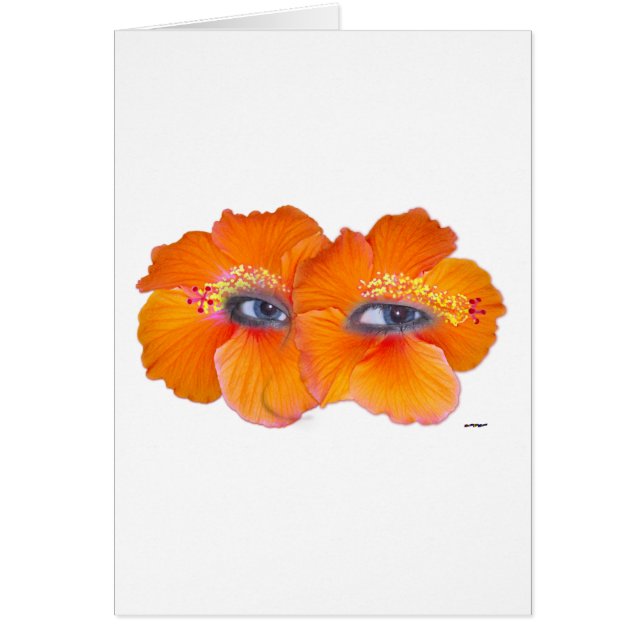 Hibiskus Eyes - Orange (Vorne)