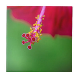 Hibiskus Fliese