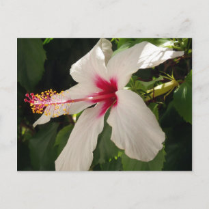 Hibiskus florale Postkarte