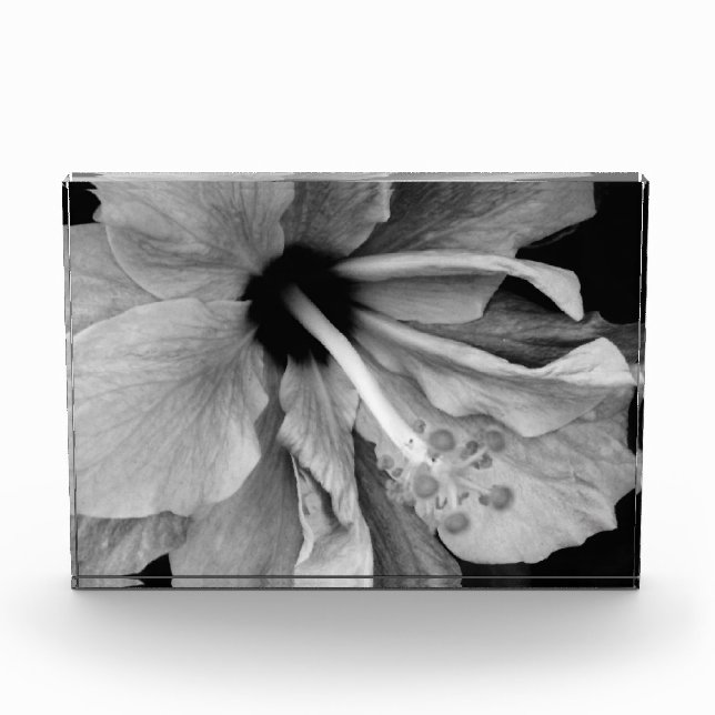Hibiskus Fotoblock (Vorderseite)