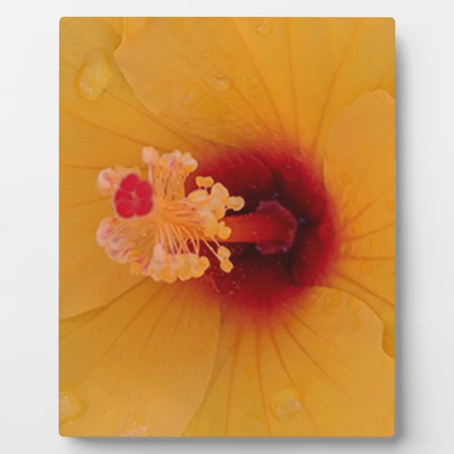 Hibiskus Fotoplatte (Vorderseite)