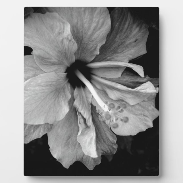 Hibiskus Fotoplatte (Vorderseite)